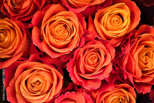 Background of orange roses