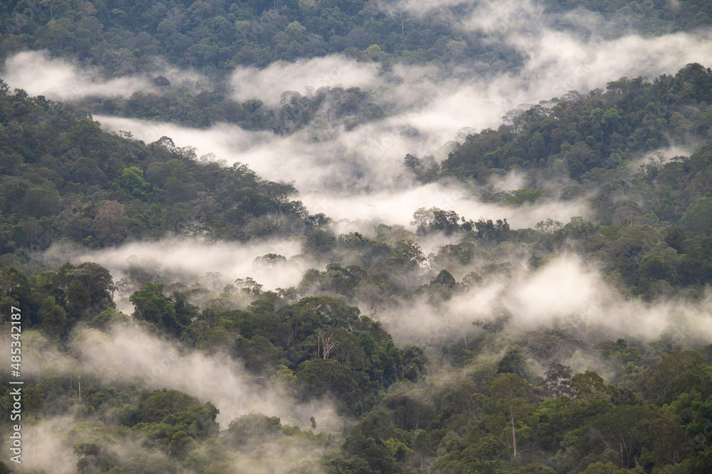 Dunst / Nebel im Dschungel eines Nationalparks