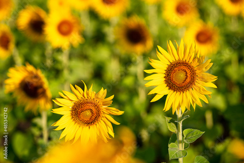 sunflower yellow and orange colorful in blossom season of sunflower during summer in country farm, field for organic seed crop and harvest from sunflower oil agriculture