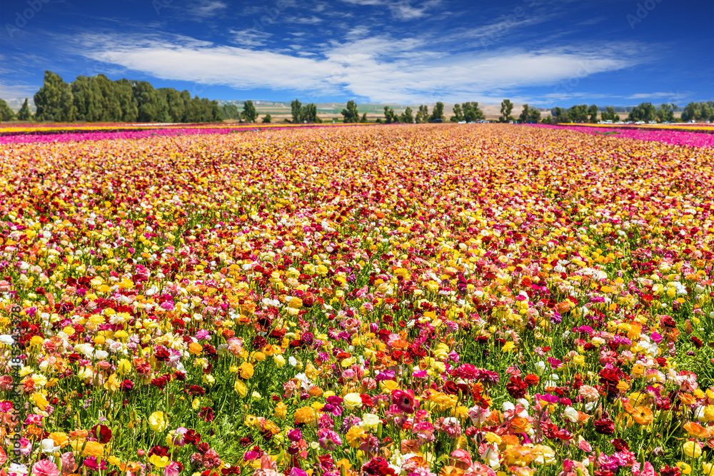 Field of flowers