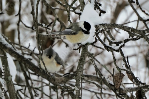 Black-capped Chickadee Perched on Snowy Branches with Tufted Titmouse Blurred in Background in Cold Winter Snow Scene