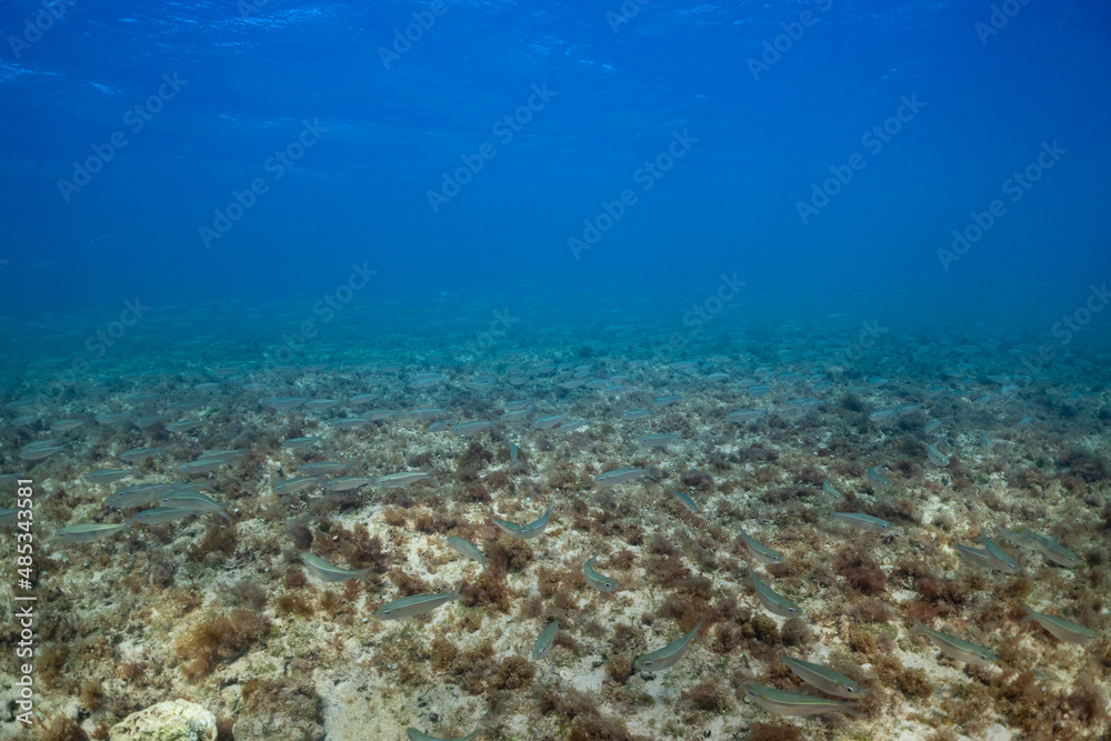 A giant school of small fish cruise across the floor of the ocean in shallow water
