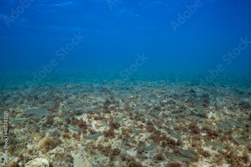 A giant school of small fish cruise across the floor of the ocean in shallow water