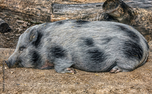 Domestic minipig sleeping on the ground, near the fence in its enclosure 