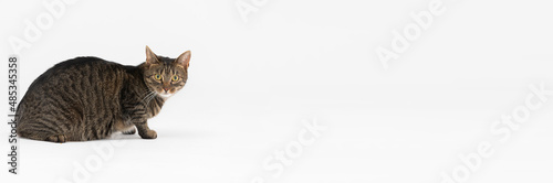 Panoramic frame. A multiracial she-cat sits against a white background and looks straight into the camera. © fotodrobik
