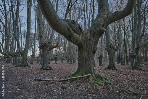 Ein  Buchen Wald mit einem großen Buchenbaum  im Vordergrund.