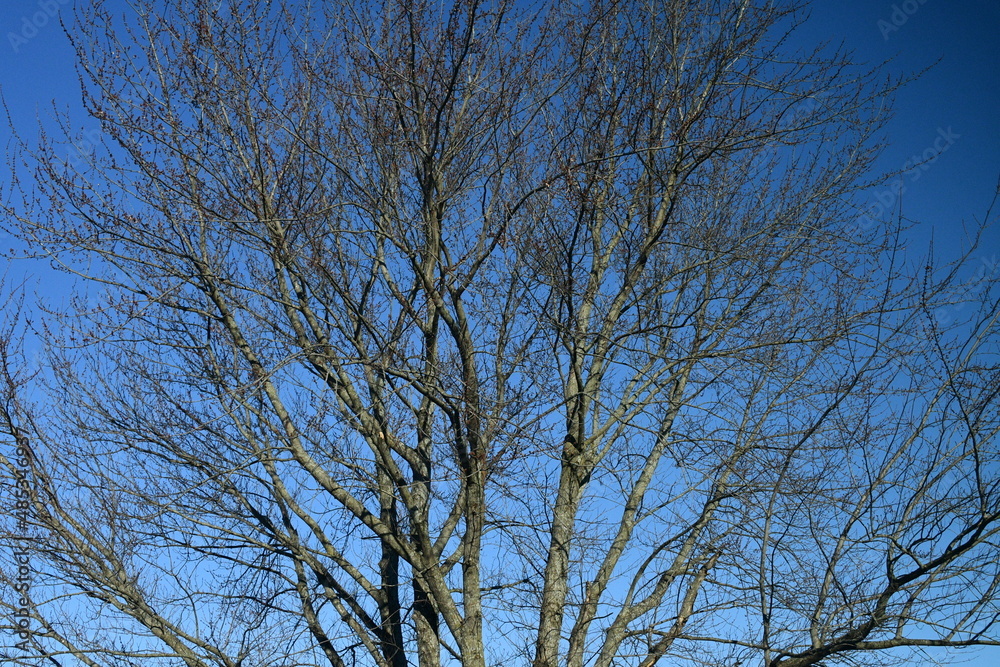 Bare Tree and Blue Sky Bare Tree and Blue Sky