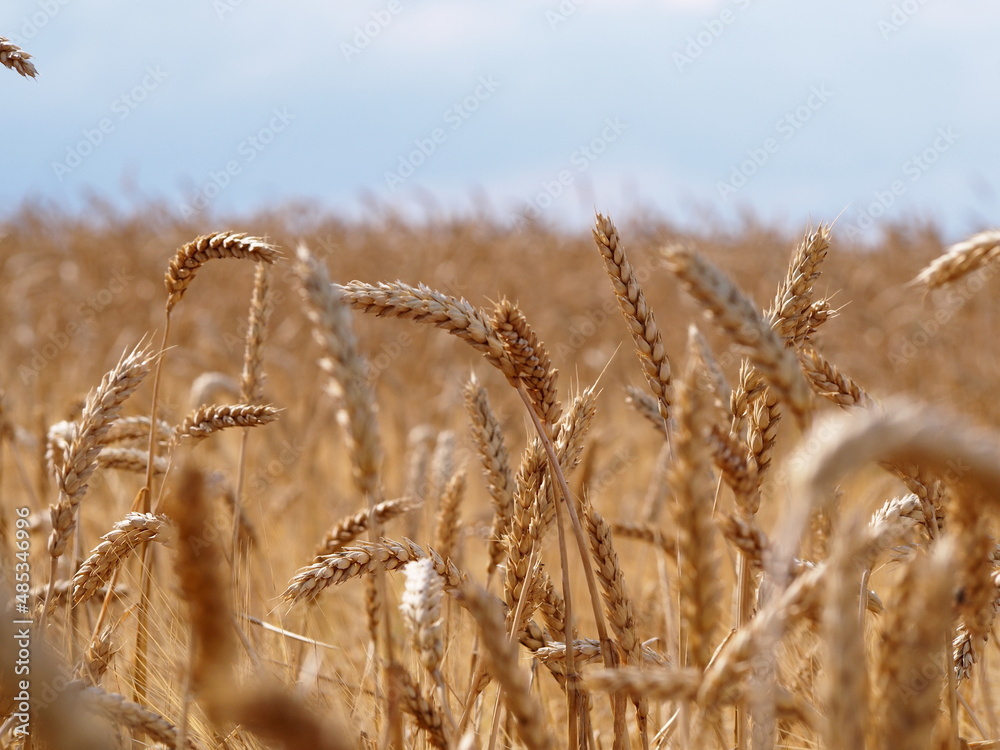 Fototapeta premium golden wheat field