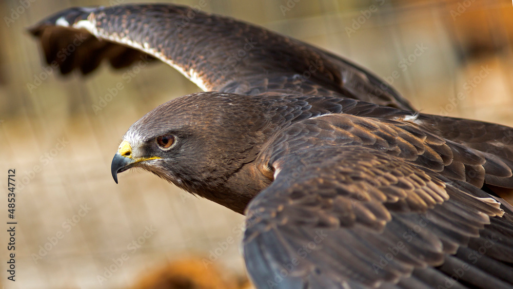 Fototapeta premium Hawk with wings spread taking flight