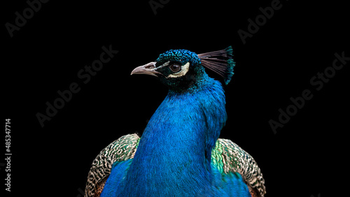 Photography Close-up portrait of a peacock in profile isolated on a black background