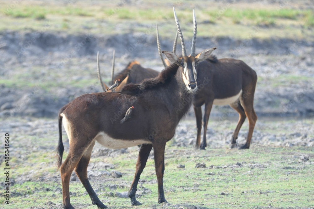 Portrait of a southern sable antelope, Chobe NP Portrait of a southern sable antelope, Chobe NP