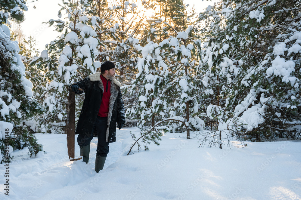 man with beard walks with hand saw through winter snow-covered forest. Lumberjack goes to work. Harvesting of firewood. Life in countryside man with beard walks with hand saw through winter snow-covered forest. Lumberjack goes to work. Harvesting of firewood. Life in countryside