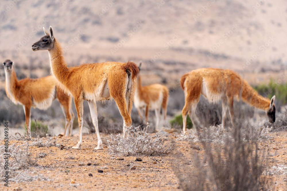 family of guanacos or lama guanicoe in the desert of Chile.