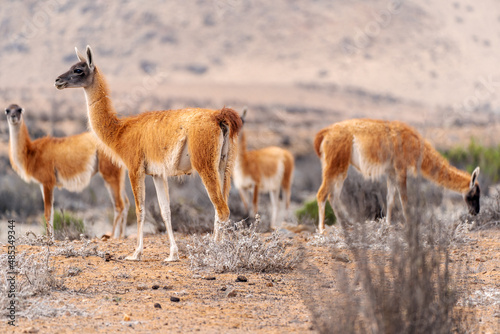 family of guanacos or lama guanicoe in the desert of Chile. © oscargutzo