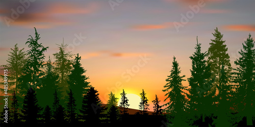 sub between green firs in forest