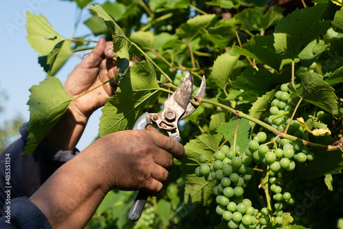 фотографія The gardener prunes the grape leaves for faster ripening.
