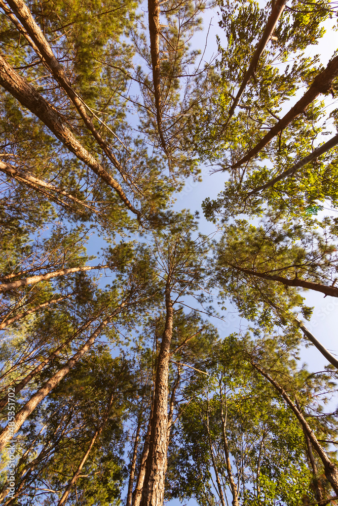 Obraz premium Pine forest on a clear summer day. Bottom view of tall old trees in forest.