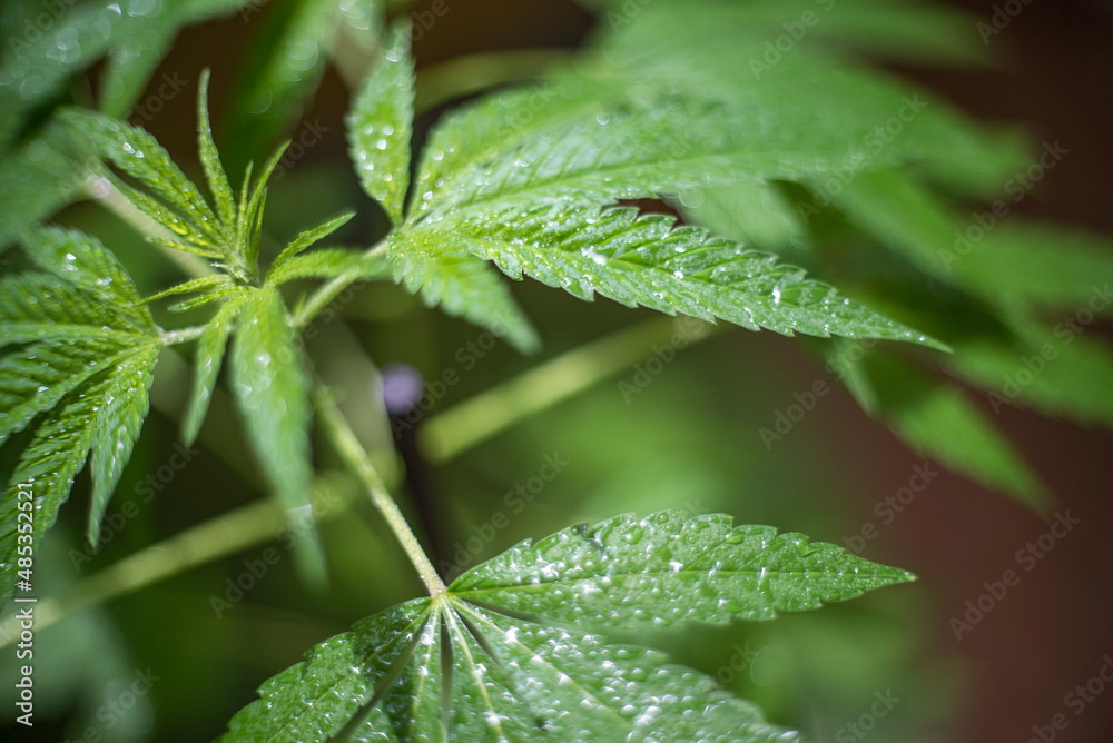 Marijuana (Spanish marijuana, marihuana), the official name of cannabis is a psychoactive drug Marijuana (Spanish marijuana, marihuana), the official name of cannabis is a psychoactive drug