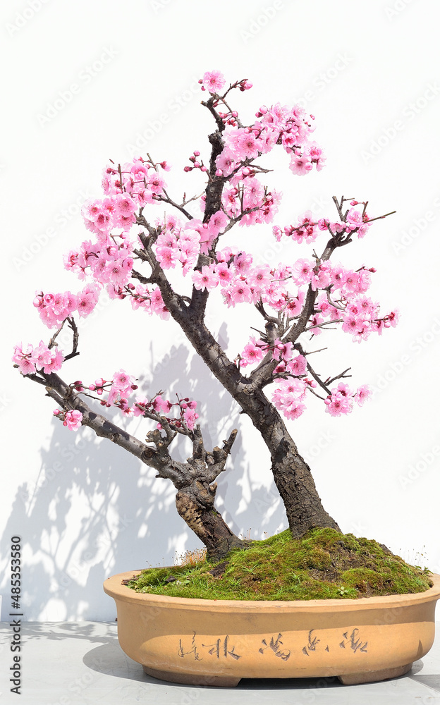 Bonsai of flowers and trees in Chinese gardens Bonsai of flowers and trees in Chinese gardens