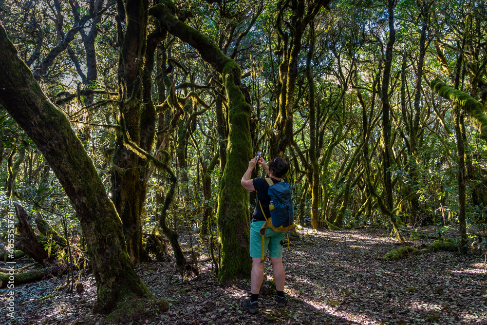 Wanderurlaub auf LA GOMERA, Kanarische Inseln: Frau, Wanderin fotografiert Bäume auf Wanderung im mystischen Lorbeerwald, Nationalpark Garajonay