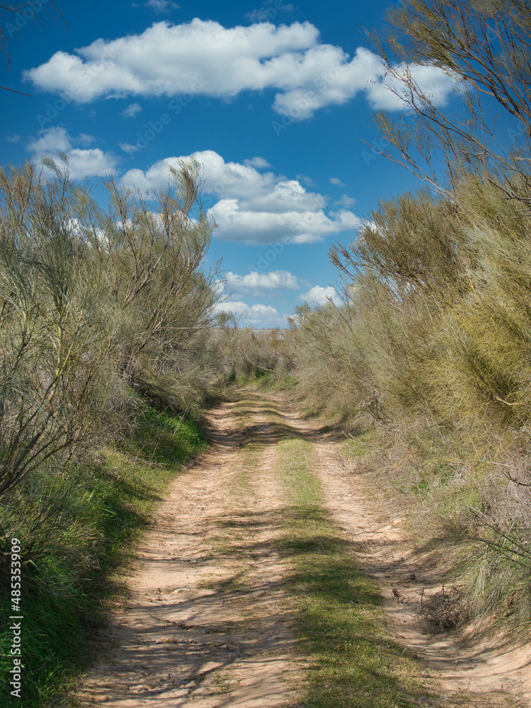 PATH IN NATURE BETWEEN TREES AND SKY WITH CLOUDS PATH IN NATURE BETWEEN TREES AND SKY WITH CLOUDS