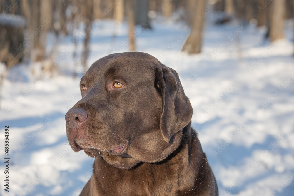 Winter portrait of large headed fetching chocolate labrador dog in a winter landscape forest. Winter portrait of large headed fetching chocolate labrador dog in a winter landscape forest.