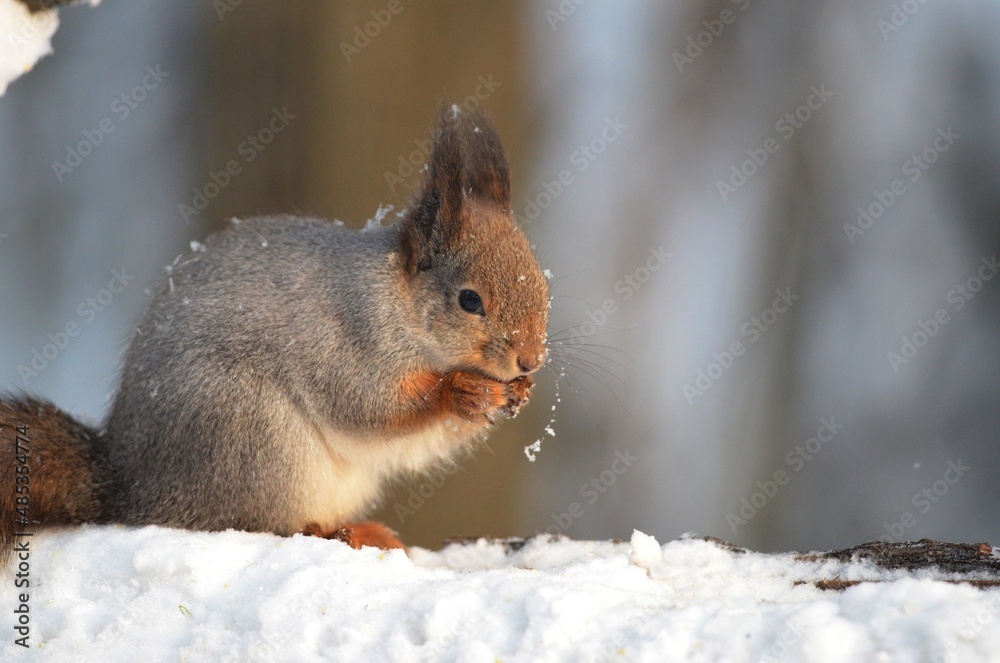 squirrel in the snow squirrel in the snow
