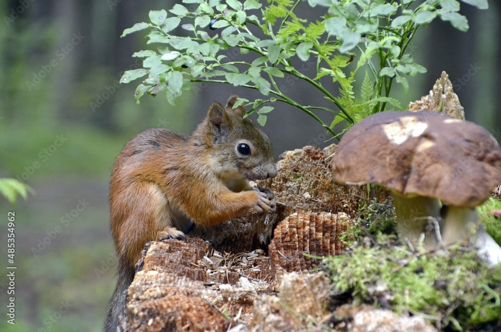 Fototapeta premium squirrel in the park