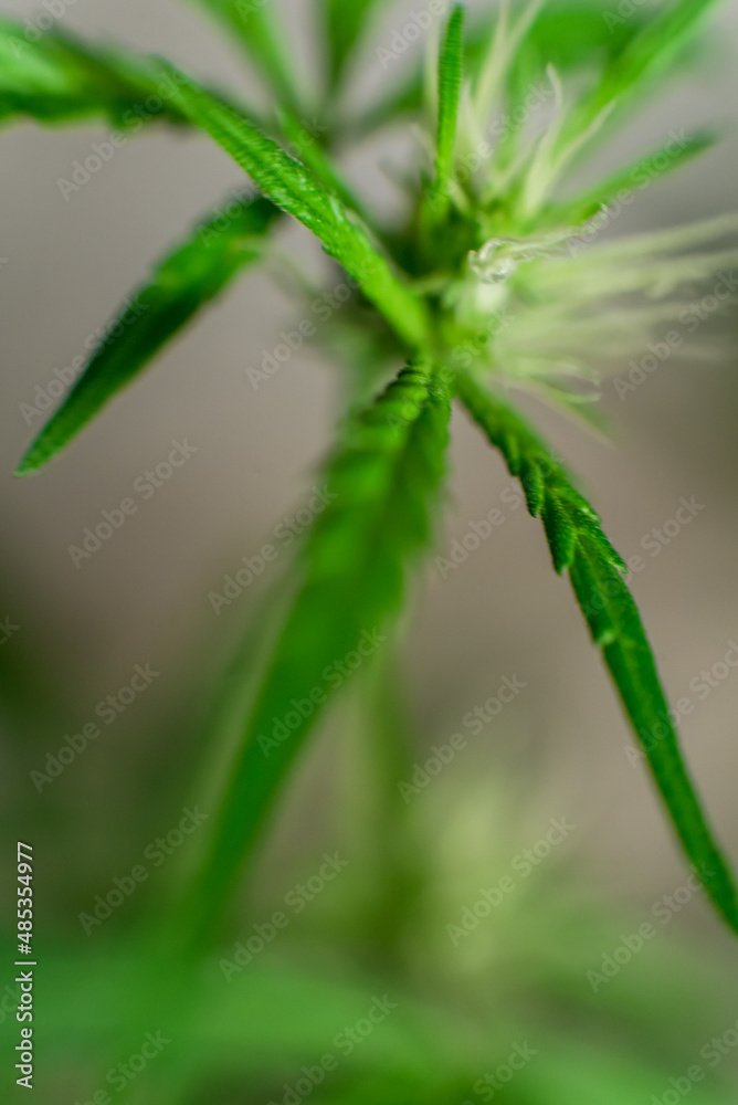 Marijuana (Spanish marijuana, marihuana), the official name of cannabis is a psychoactive drug derived from hemp, psychedelic type. Marijuana (Spanish marijuana, marihuana), the official name of cannabis is a psychoactive drug derived from hemp, psychedelic type.