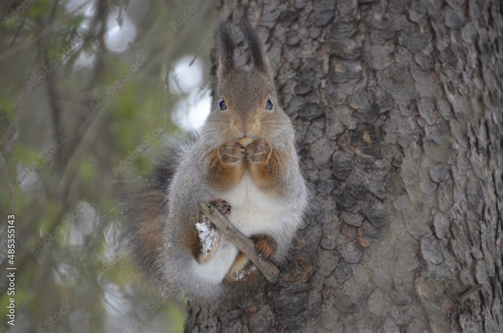 Fototapeta premium squirrel on a tree
