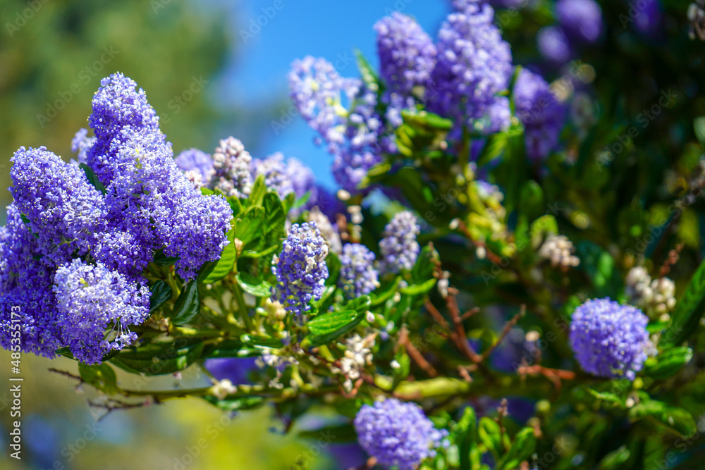 Close up of bees on a Californian lilac Close up of bees on a Californian lilac