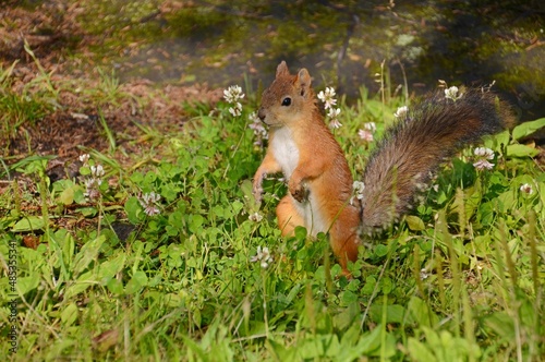 squirrel in the park © Мария Быкова