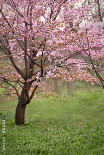 Cherry and apple blossoms in spring garden