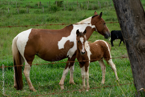 foal with mother © Orlando