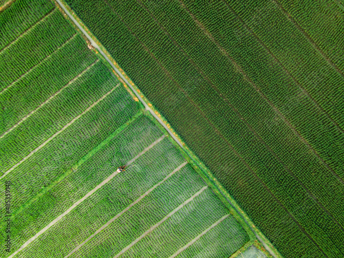 Aerial shot of a farmer sprays pesticide in rice field in the