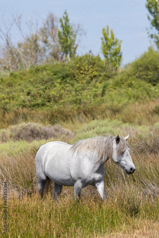 White wild horses, Parc Naturel regional de Camargue, Provence, France White wild horses, Parc Naturel regional de Camargue, Provence, France