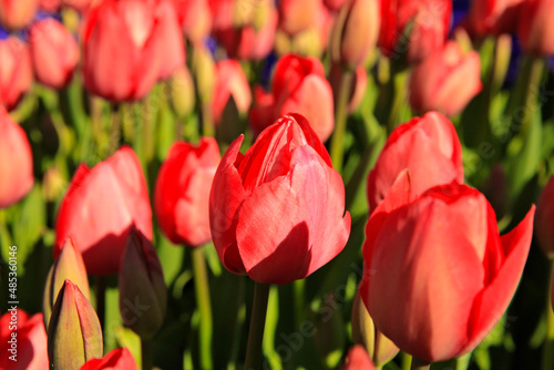 red tulips in the garden