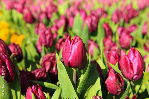 pink and white tulips