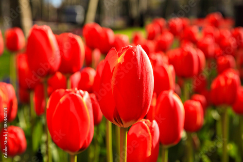 red and yellow tulips