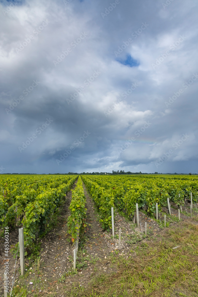 Typical vineyards near Saint-Julien-Beychevelle, Bordeaux, Aquitaine, France