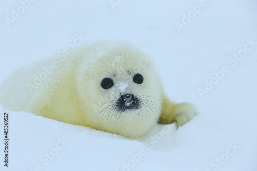 little seals
