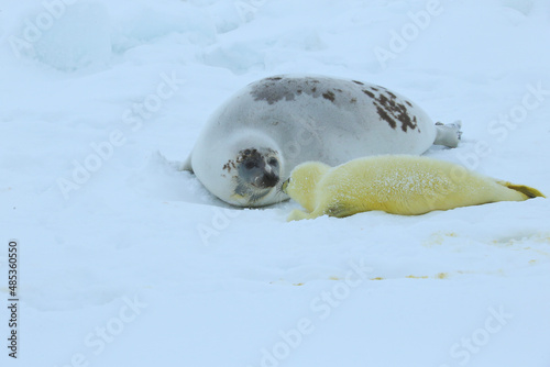 little seals with mom