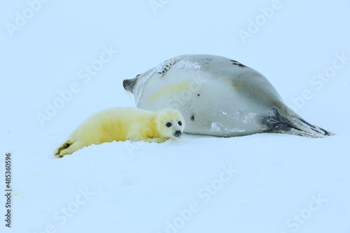 little seals with mom