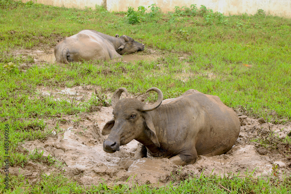 Indian black buffalo resting in mud become dirty Indian black buffalo resting in mud become dirty