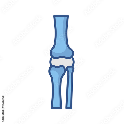 knee bone