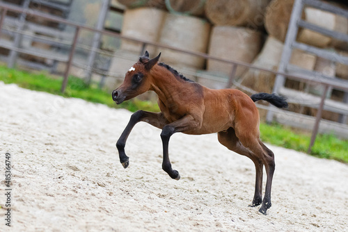 Young pretty arabian horse foal runs and frolics summer background