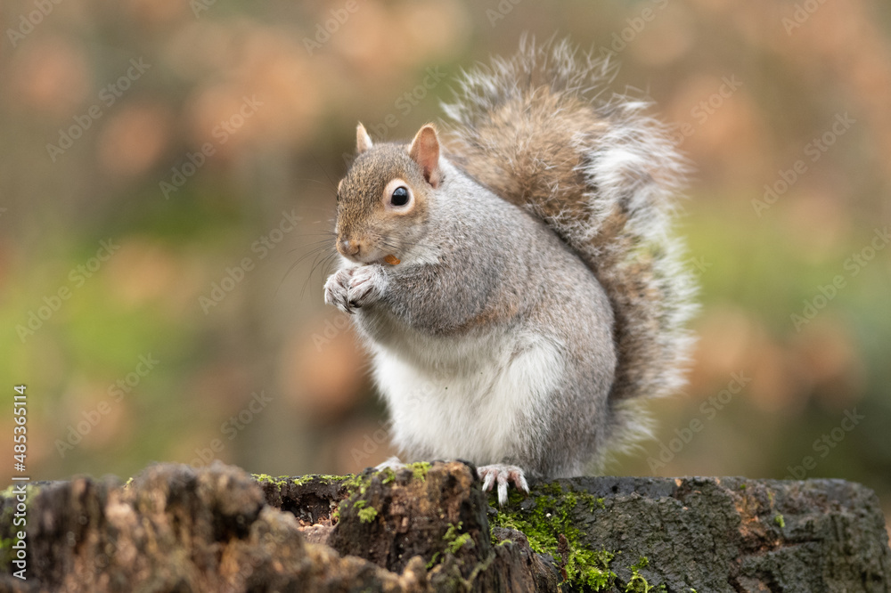 A solitrary Grey Squirrel sits on a tree stump eating A solitrary Grey Squirrel sits on a tree stump eating