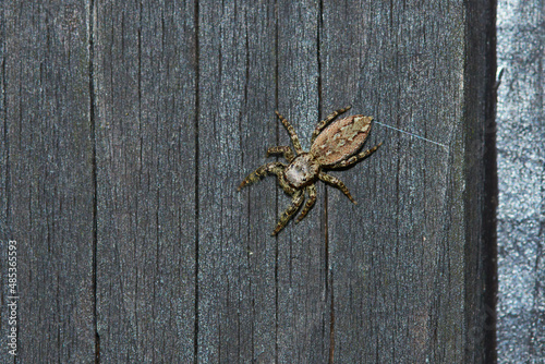  Rindenspringspinne (Marpissa muscosa) photo