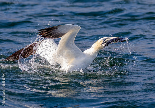 Gannet with Catch