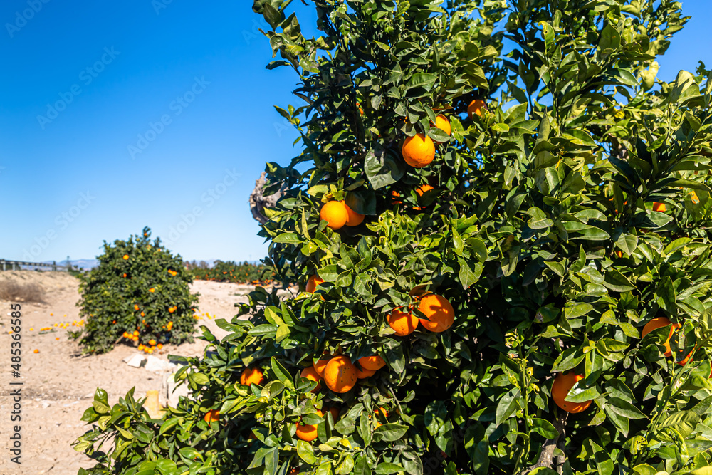 Oranges grow on trees on the farm